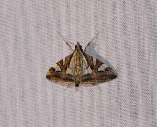 Réf. 196 680 : Agrioglypta itysalis